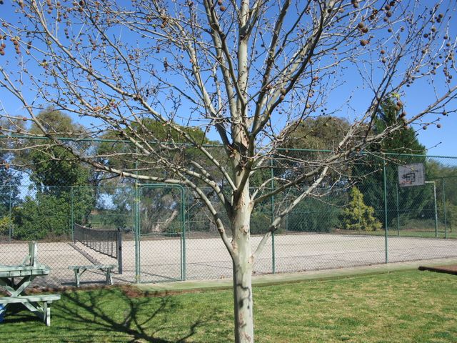 Griffith Tourist Caravan Park - Griffith: Tennis courts