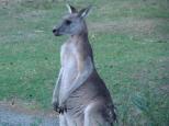 ParkGate Resort BIG4 - Halls Gap: Friendly kangaroos are every where in the Grampians.
