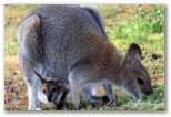 ParkGate Resort BIG4 - Halls Gap: Kangaroo and Joey grazing