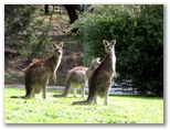 Halls Gap Caravan Park - Halls Gap: Lots of kangaroos in the park