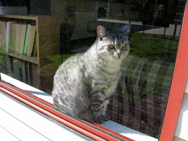 Grampians Gardens Tourist Park - Halls Gap: A cat in the window at reception