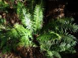 Halls Gap Lakeside Tourist Park - Halls Gap: Some areas are moist enough to grow these beautiful ferns.
