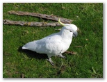 Halls Gap Lakeside Tourist Park - Halls Gap: Sulphur crested cockatoo