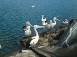 BIG4 Harrington Beach Holiday Park - Harrington: Pelicans looking for a free feed at the boat ramp.