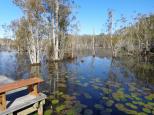 Colonial Holiday Park and Leisure Village - Harrington: Cattai wetlands nearby