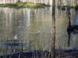 Oxley Anchorage Caravan Park - Harrington: Swans with their babies at Cattai wet land