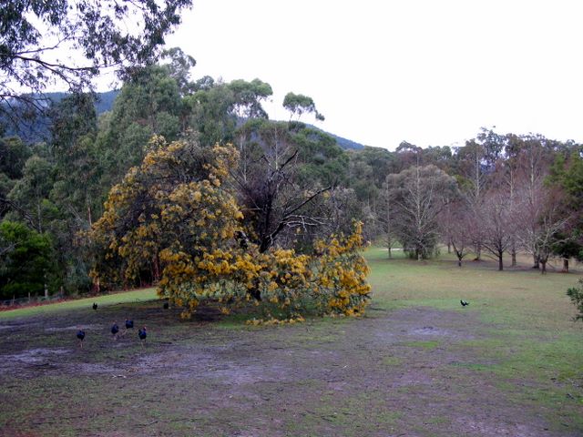 BIG4 Badger Creek Holiday Park - Healesville: Open area for tents and camping
