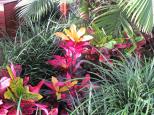 Gold Coast Holiday Park - Helensvale: Pretty gardens