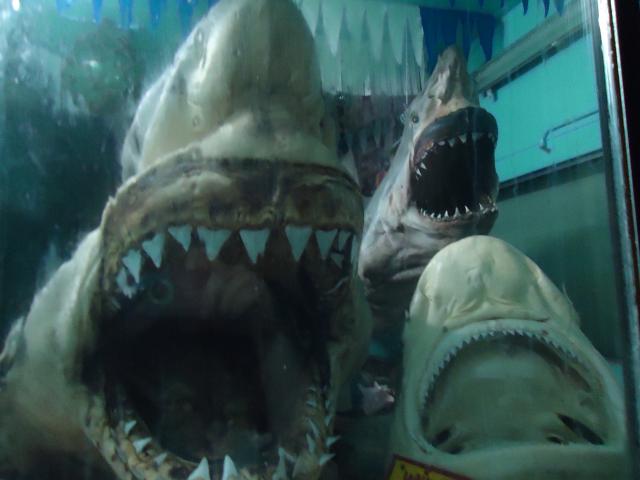 Australiana Top Tourist Park - Hervey Bay: Frozen great white sharks in shark museum