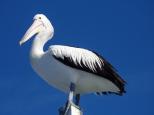 Fraser Lodge Holiday Park - Torquay: Pelican at Urangan Pier