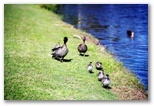 Happy Wanderer Village - Hervey Bay: Ducks by the river