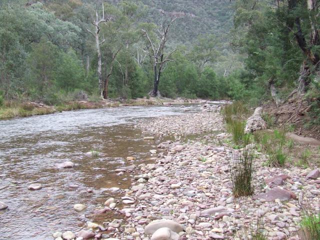 Muttonwood Camping Ground - Heyfield: Wellington River