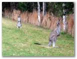 Le Meilleur Horizons Golf Resort - Salamander Bay: Kangaroos near the perimeter of the fairway - gives a new meaning to ?out of bounds?