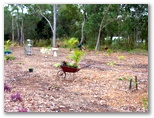 Burrum River Caravan Park - Howard: New garden being planted