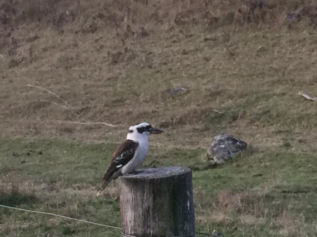 Chapman Valley - Howes Valley: Lots of kookaburras to greet you in the morning.