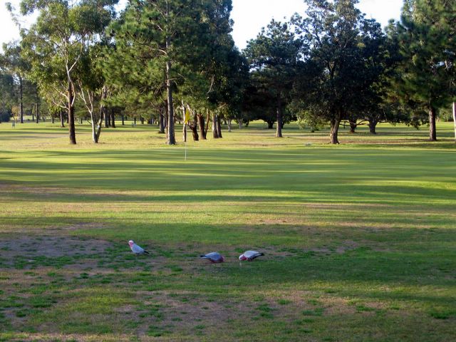 Iluka Golf Course - Iluka: Galahs on the course must really feel at home with some of the golf shots that come this way - Green at the 2nd hole