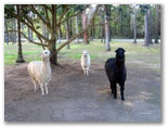 Woombah Woods Caravan Park - Woombah: Alpacas in enclosure in the park