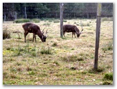 Borumba Deer Park and Caravan Park - Imbil: Grazing deer