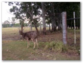 Borumba Deer Park and Caravan Park - Imbil: Deer
