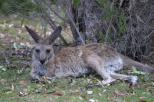 Copeton Dam State Park - Copeton Dam: If you want photos of Kangaroos this is the place to come you get up in the morning and there they are..beautiful
