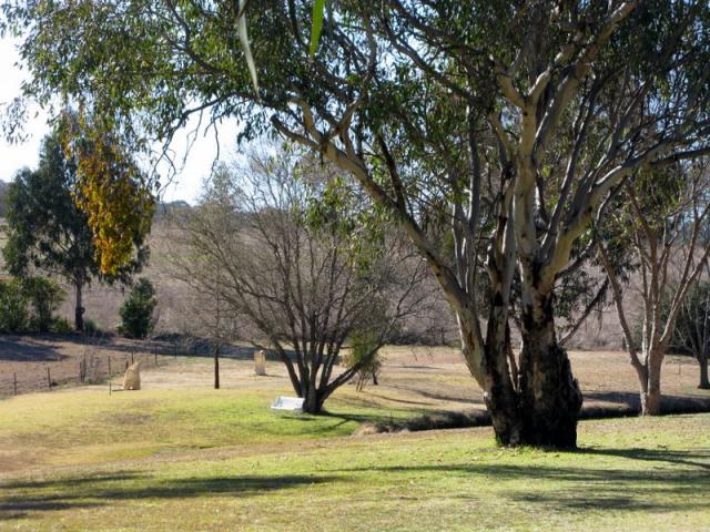 Sapphire City Caravan Park - Inverell: Lovely grounds and surrounded by natural bushland and paddocks