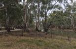 Ashton Street Campground - Jerilderie: Room her for about 6 RVs.