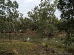 Ashton Street Campground - Jerilderie: There is surrounded by native bush but there are some houses are not far away.