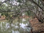 Ashton Street Campground - Jerilderie:  Another view of the river.