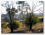 Junee Golf Course - Junee: View of Junee township from the 7th green