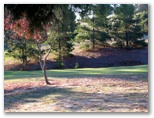 Junee Golf Course - Junee: Green on Hole 8
