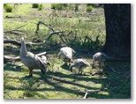 Kingscote Nepean Bay Tourist Park - Kingscote Kangaroo Island: Flinders Chase National Parl (Cape Baron Geese)