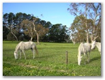 Pendleton Farmstay Camp Site & Conference Centre - Keith: Horses at the farm