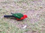 Queen Mary Falls Tourist Park - Killarney: A Parrot