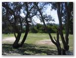 Kingscliff North Holiday Park - Kingscliff: Area for tents and camping