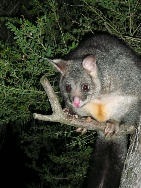Korumburra Tourist Park - Korumburra: Possum makes a night call