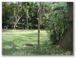 Kuranda Rainforest Accommodation Park - Kuranda: Area for tents and camping