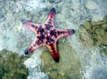 Kurrimine Beach Holiday Park - Kurrimine Beach: See giant starfish...