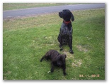 Lake Bolac Caravan and Tourist Park - Lake Bolac: We love dogs!! on a leash and pick up doo doos