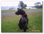 Lake Bolac Caravan and Tourist Park - Lake Bolac: Woof, we are human friendly and also love dogs