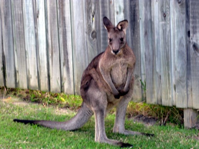 BIG4 Conjola Lakeside Van Park - Lake Conjola: Kangaroo in the park