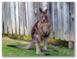 BIG4 Conjola Lakeside Van Park - Lake Conjola: Kangaroo in the park