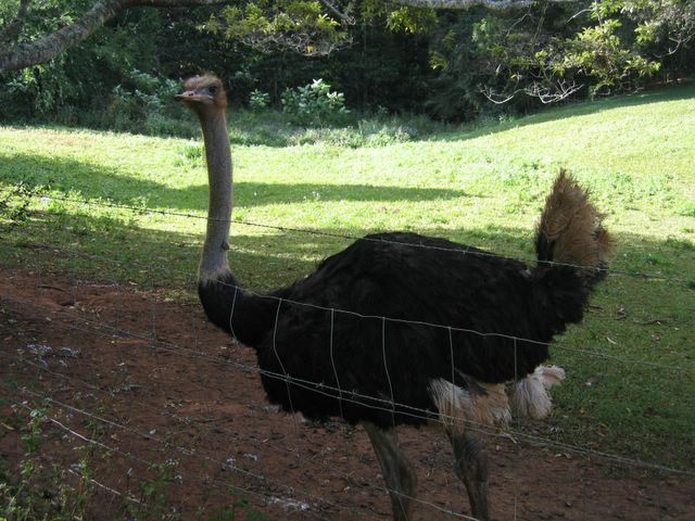 Lake Eacham Tourist Park - Lake Eacham: Local emu