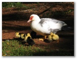 Lake Eacham Tourist Park - Lake Eacham: Ducklings with their mother by the dam
