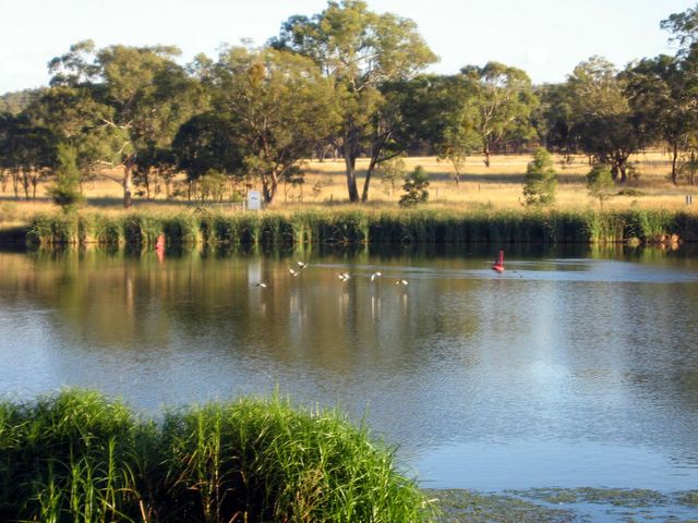 Lake Inverell Reserve - Inverell: Lake Inverell Reserve has a diversity of bird life including reed warblers, black swans, darters and cormorants.