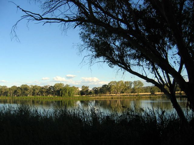 Lake Inverell Reserve - Inverell: Lake Inverell Reserve covers 42 hectares and has many pioneer species trees such as wattles and acacias.