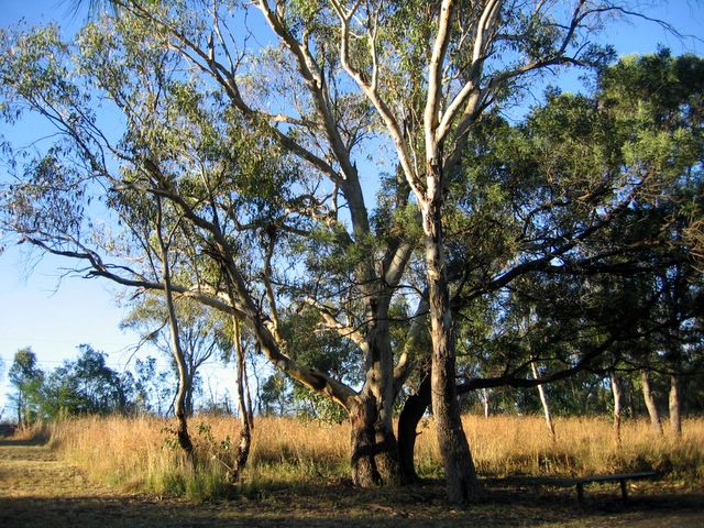 Lake Inverell Reserve - Inverell: Majestic trees line the walking path including Blakely's Red Gums, Eucalypts, Stringybark and Ironbark.