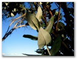 Lake Inverell Reserve - Inverell: Fragrant leaves add delightful smells to the afternoon air.