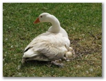 Lockhart Caravan Park - Lockhart: Lots of geese in the park