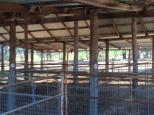 Lockhart Showground - Lockhart: Cattle yards.