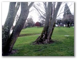 Longford Riverside Caravan Park - Longford: Shady trees and gentle grassy banks